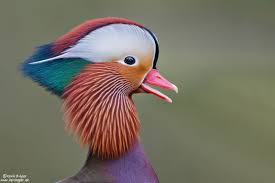 Attēlu rezultāti vaicājumam “Aix galericulata male”