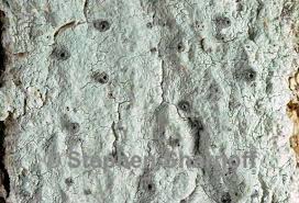 Attēlu rezultāti vaicājumam “Stictis”