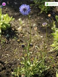 Attēlu rezultāti vaicājumam “Jasione montana leaf”