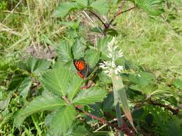 Attēlu rezultāti vaicājumam “Rubus plicatus”