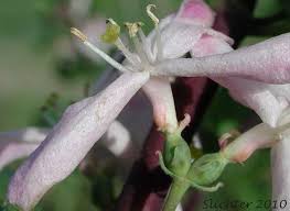 Attēlu rezultāti vaicājumam “Lonicera tatarica bud”