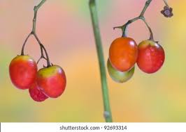 Attēlu rezultāti vaicājumam “Solanum dulcamara fruit”