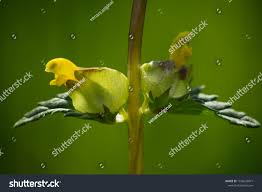Attēlu rezultāti vaicājumam “Rhinanthus serotinus flower”