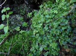 Attēlu rezultāti vaicājumam “Cephalozia bicuspidata sporophyte”
