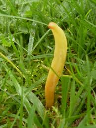 Attēlu rezultāti vaicājumam “Clavulinopsis helvola”