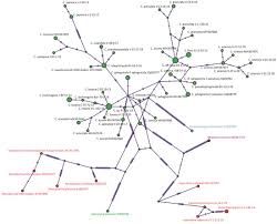 Attēlu rezultāti vaicājumam “Calypogeia azurea cells”