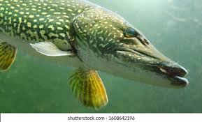 Image result for Esox lucius