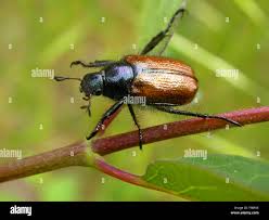 Attēlu rezultāti vaicājumam “Phyllopertha horticola”