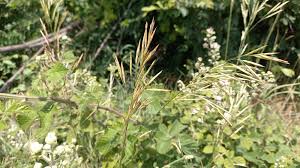 Attēlu rezultāti vaicājumam “Bromopsis inermis fruit”