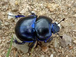 Attēlu rezultāti vaicājumam “Trypocopris vernalis”