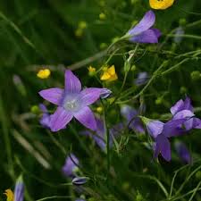 Attēlu rezultāti vaicājumam “Campanula patula fruit”