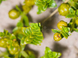 Attēlu rezultāti vaicājumam “Honckenya peploides leaf”