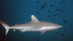 Image result for Carcharhinus amblyrhynchos