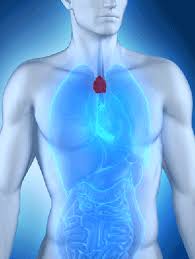 Image result for Thymus