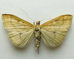 Attēlu rezultāti vaicājumam “Sitochroa verticalis”