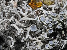 Attēlu rezultāti vaicājumam “Anaptychia ciliaris”