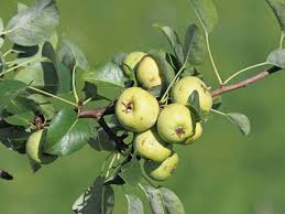 Attēlu rezultāti vaicājumam “Pyrus pyraster fruit”