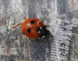 Attēlu rezultāti vaicājumam “Coccinella quinquepunctata”