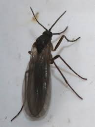 Attēlu rezultāti vaicājumam “Sciaridae”