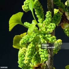Attēlu rezultāti vaicājumam “Ginkgo biloba female flower”