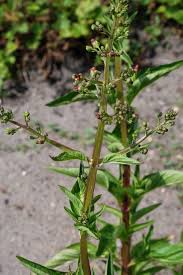Attēlu rezultāti vaicājumam “Scrophularia umbrosa”