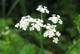 Attēlu rezultāti vaicājumam “Torilis japonica”