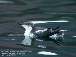 Image result for Brachyramphus perdix