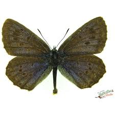 Attēlu rezultāti vaicājumam “Phengaris arion upperside”