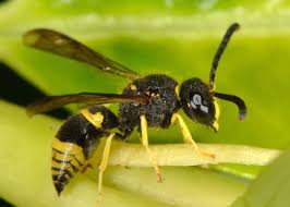 Attēlu rezultāti vaicājumam “Ancistrocerus sp.”