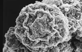 Attēlu rezultāti vaicājumam “Cribraria rubiginosa macro”