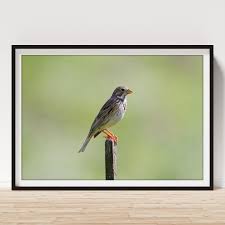 Image result for Emberiza calandra