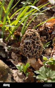 Attēlu rezultāti vaicājumam “Morchella esculenta”