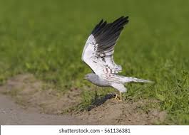 Attēlu rezultāti vaicājumam “Circus pygargus adult”