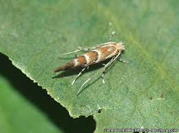 Attēlu rezultāti vaicājumam “Cameraria ohridella”