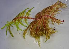 Attēlu rezultāti vaicājumam “Hylocomium splendens sporophyte”