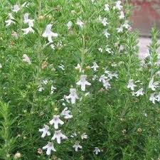 Image result for Satureja hortensis