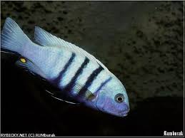 Risultati immagini per cynotilapia pulpican