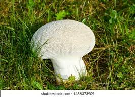 Attēlu rezultāti vaicājumam “Calvatia utriformis”