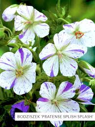 Image result for Storchschnäbel