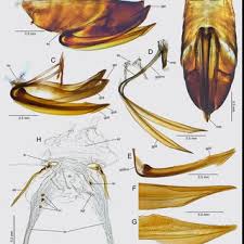 Attēlu rezultāti vaicājumam “Alloeotomus sp.”