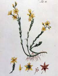 Attēlu rezultāti vaicājumam “Sedum acre flower”