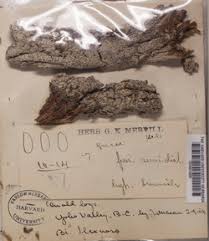 Attēlu rezultāti vaicājumam “Trapeliopsis flexuosa”