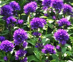 Attēlu rezultāti vaicājumam “Campanula glomerata”