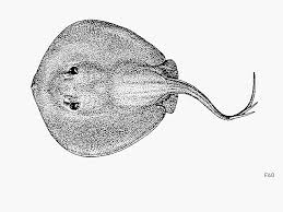 Image result for Styracura pacifica