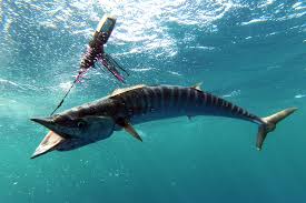 Image result for Acanthocybium solandri