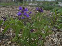 Attēlu rezultāti vaicājumam “Lathyrus vernus bud”