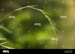 Attēlu rezultāti vaicājumam “Brachypodium sylvaticum flower”