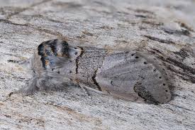 Attēlu rezultāti vaicājumam “Furcula bifida”