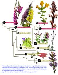 Attēlu rezultāti vaicājumam “Lathraea squamaria fruit”