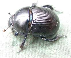 Attēlu rezultāti vaicājumam “Geotrupes”